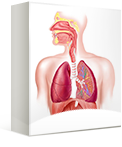 Respiratory Protection Awareness